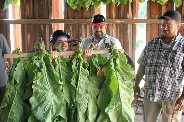 altadis-usa-connecticut-farm-trip-tobacco18