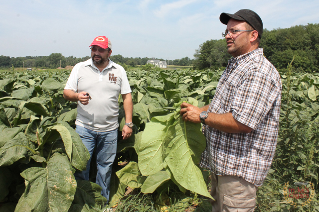 altadis-usa-connecticut-farm-trip-tobacco55