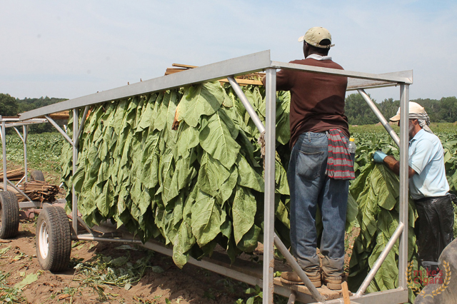 altadis-usa-connecticut-farm-trip-tobacco57