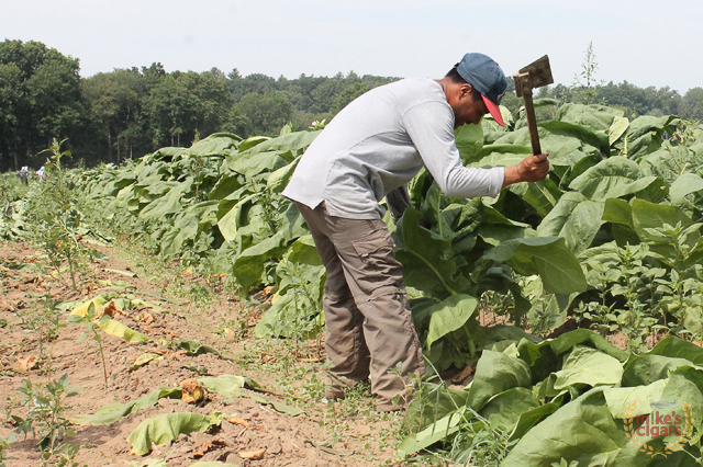 altadis-usa-connecticut-farm-trip-tobacco59