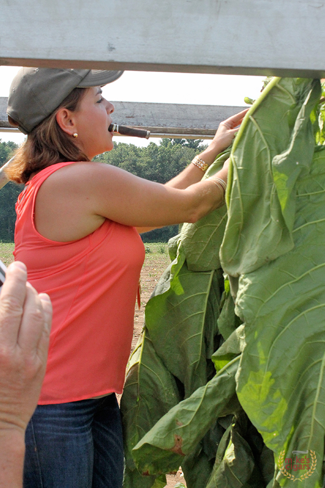 altadis-usa-connecticut-farm-trip76-tobacco