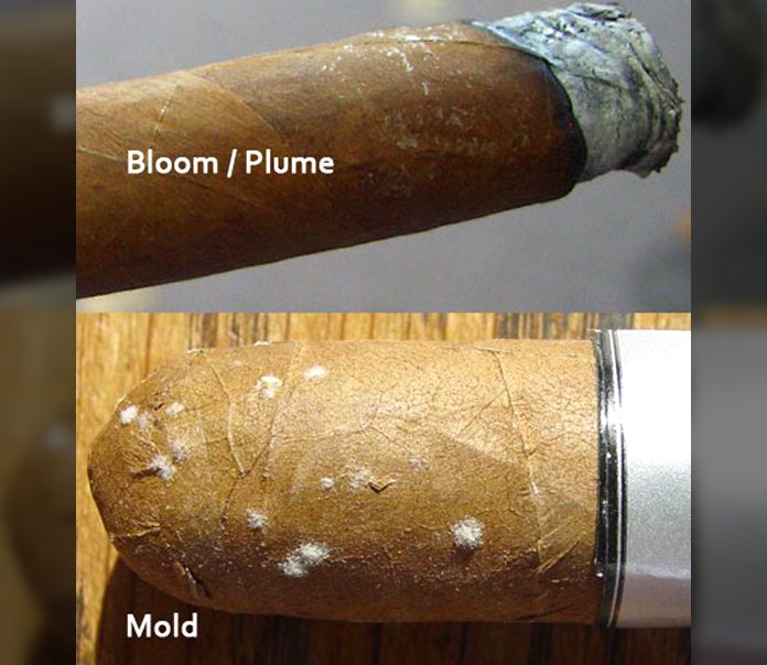 cigar mold or plume guideline